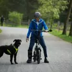E Scooter mit Sitz und Hund